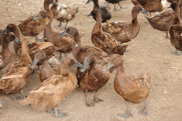 duck on the floor in farm