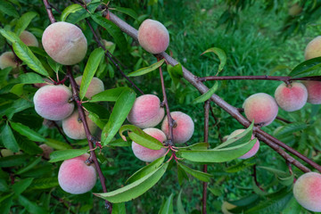 piezcal con piezcos en rama ó prunus persica