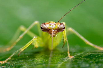 Selective focus of the face of the grasshopper leaves. Front view of the Grasshoppers on green leaves with green background.