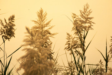 Obraz premium grass