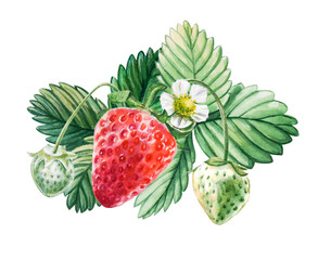 Watercolor red juicy strawberry with leaves. Food background, painted bright composition. Hand drawn food illustration. Fruit print. Summer sweet fruits and berries.