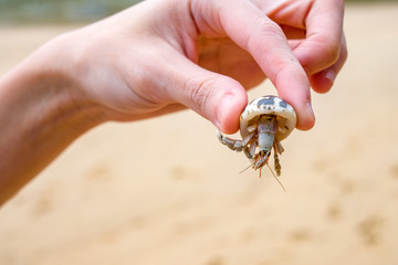 hermit crab movement on the beach with human hand holding crab.