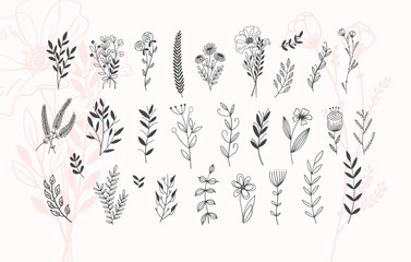 Fototapeta minimalistic flower graphic sketch drawing, trendy tiny tattoo design, floral botanic element obraz