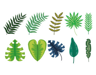 set of tropical leafs plants