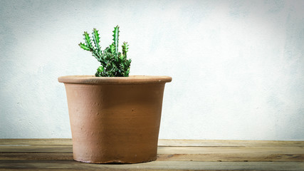 Succulent plant in pot on wooden table counter beside wall