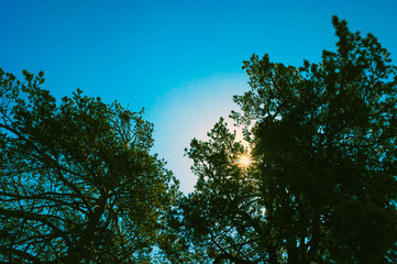 Sunbeams through the Pine Tree Branches When Looking Up on a Sunny Day.