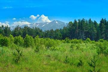 Opening in a Pine Forest, Blue Sky and White Clouds over Mountains on a Sunny Summer Day. Ivanovskiy Khrebet Ridge, Altai Mountains, Kazakhstan, in Background.