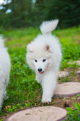 Adorable white samoyed puppy dog is walking along the road