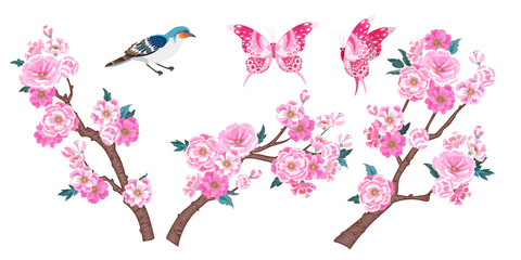 Zweige von Sakura und Schmetterlingen © Maria