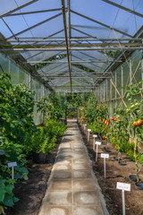 Greenhouse with Tomato Plants