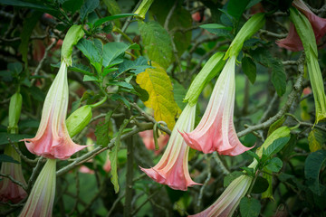 Orange Datura flowers or Angels trumpets in the garden,Malaysia