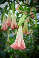 Orange Datura flowers or Angels trumpets in the garden,Malaysia