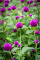 Globe amaranth on the hill side