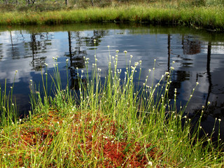 beautiful swamp with lakes, white clouds, bog moss, bog grass, Niedraju Pilkas bog, Latvia