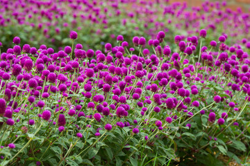 Globe amaranth on the hill side
