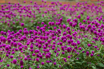 Globe amaranth on the hill side