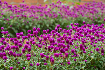 Naklejka premium Globe amaranth on the hill side