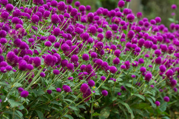 Globe amaranth on the hill side