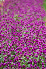 Fototapeta premium Globe amaranth on the hill side