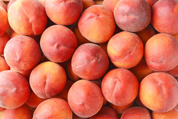 Many ripe peaches as background