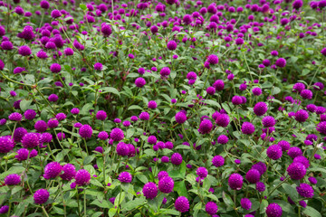 Globe amaranth on the hill side