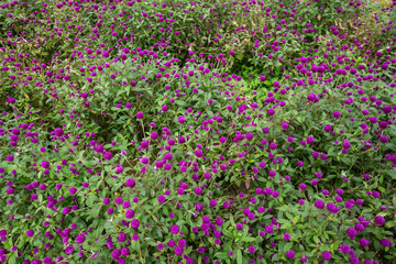 Globe amaranth on the hill side