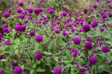 Globe amaranth on the hill side