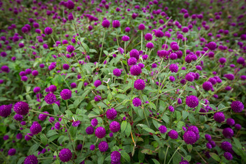 Globe amaranth on the hill side