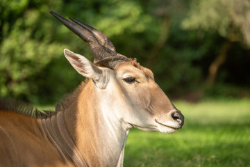 Close-up of common eland lying in grass