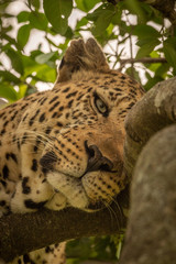 Close-up of sleepy leopard lying in branches
