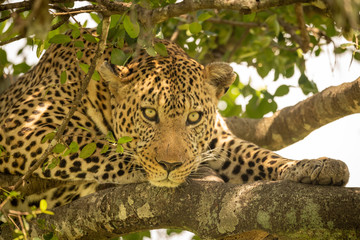 Close-up of leopard lying on leafy branches