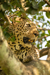 Close-up of leopard lying in leafy branches