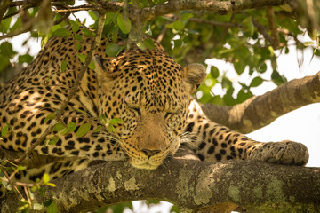 Fototapeta na wymiar Close-up of leopard sleeping on lichen-covered branches