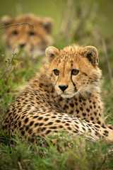 Close-up of cheetah cub lying near bush