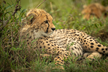 Fototapeta na wymiar Close-up of cheetah cub lying beside bush