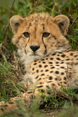 Obraz na płótnie Canvas Close-up of cheetah cub resting in grass