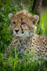 Obraz na płótnie Canvas Close-up of cheetah cub lying in shade