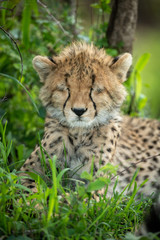 Close-up of cheetah cub with closed eyes