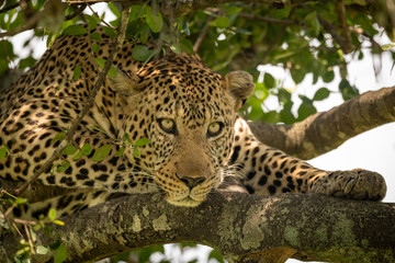 Close-up of leopard lying on lichen-covered branches