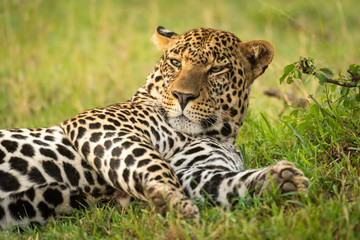 Fototapeta na wymiar Close-up of sleepy male leopard stretched out