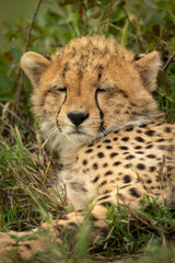 Close-up of cheetah cub with eyes closed