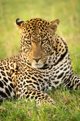 Close-up of male leopard lying staring down