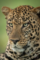 Close-up of male leopard face turned left