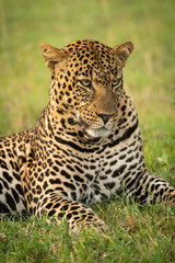 Close-up of male leopard lying looking down