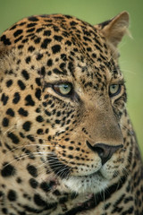 Close-up of male leopard face turned right