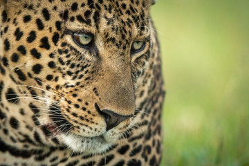 Close-up of male leopard face angled down