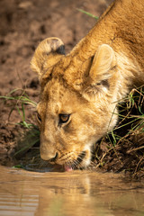 Fototapeta na wymiar Close-up of lion cub drinking muddy water