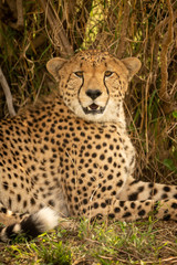 Naklejka na ściany i meble Close-up of male cheetah lying under bush