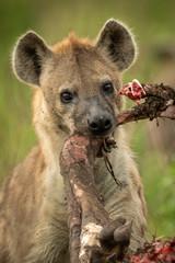 Close-up of spotted hyena gnawing wildebeest leg
