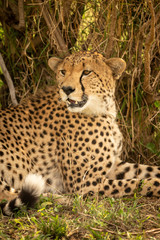 Close-up of male cheetah lying by bush